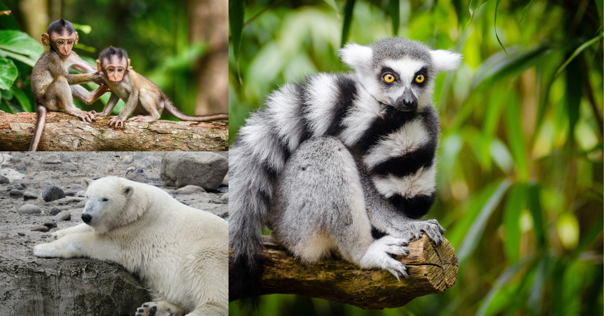 Animal Conservation – Online Linguistic Tutors | Lingua Foundation